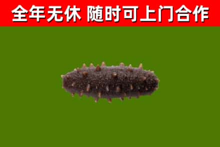衢州回收海参干